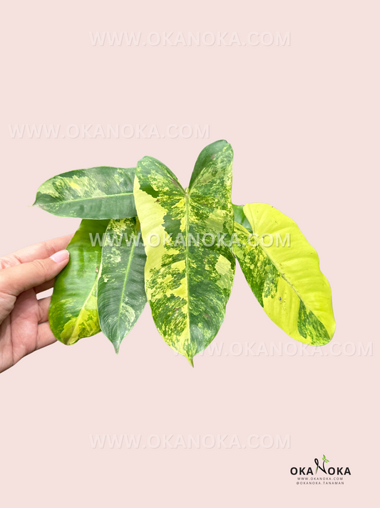 Philodendron Burle Marx Variegated