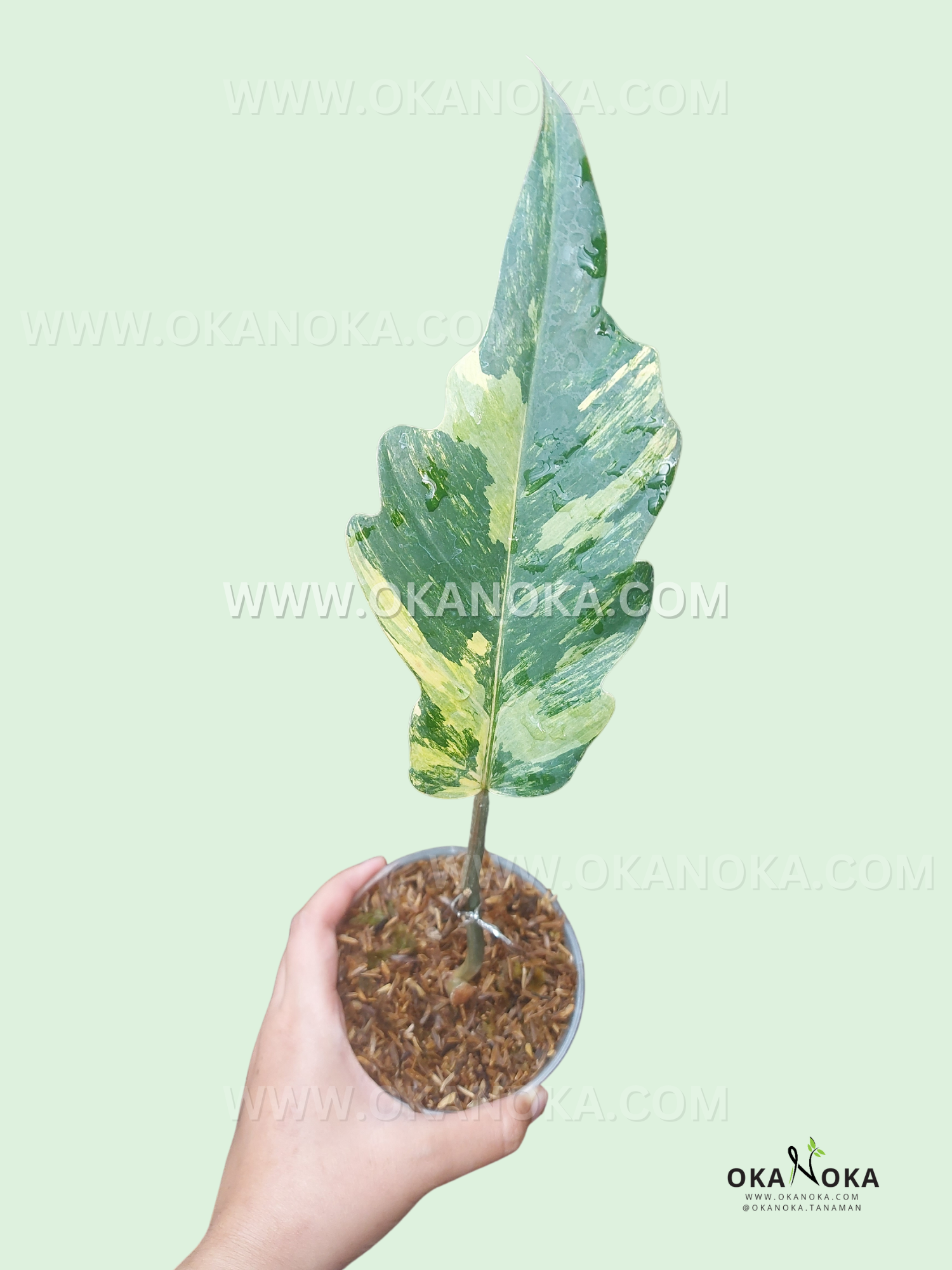 caramel marble philodendron Rooted Cutting Philodendron Caramel Marble Variegated – Okanoka