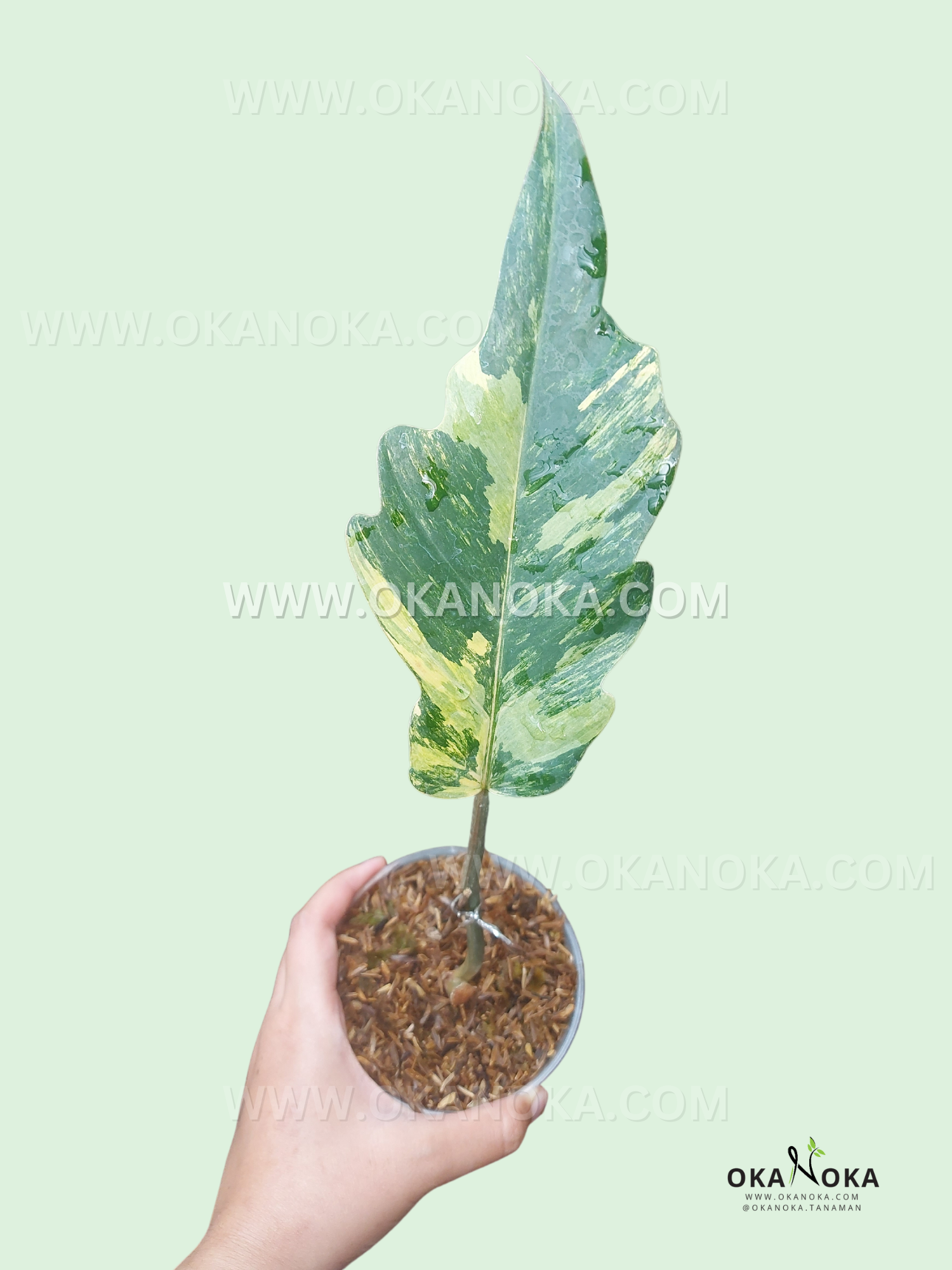 Rooted Cutting Philodendron Caramel Marble Variegated