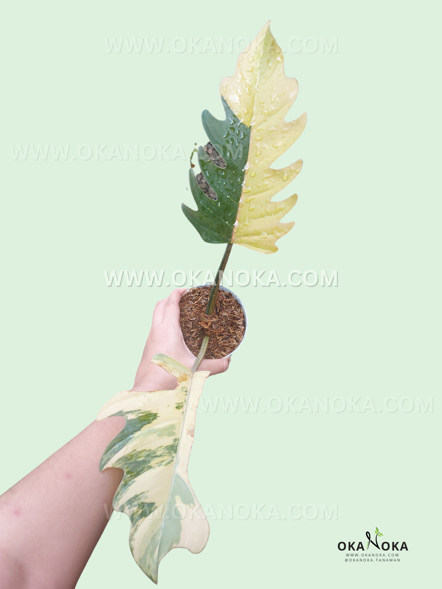 Rooted Cutting Philodendron Caramel Marble Variegated