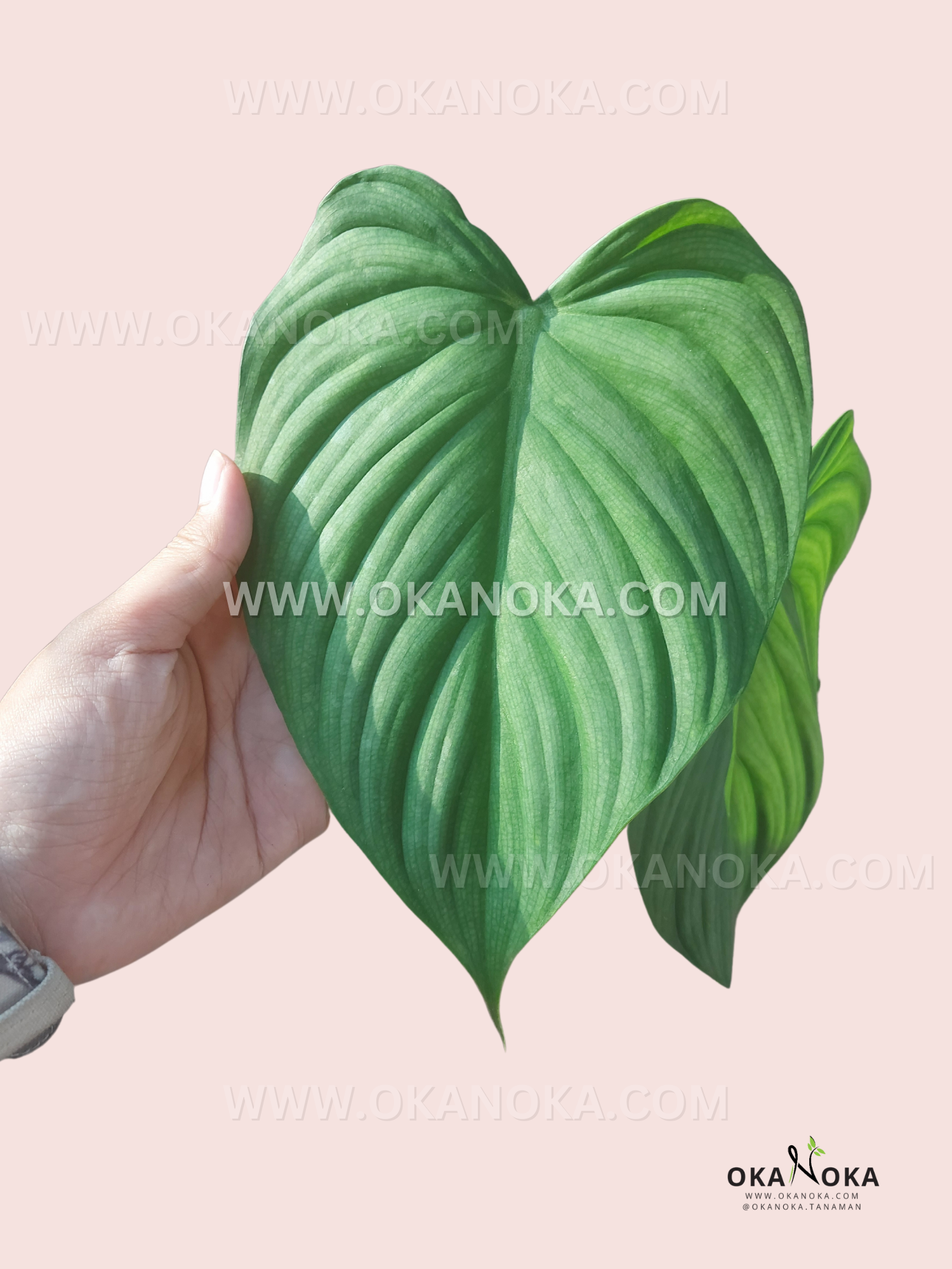 new philodendron hybrids Philodendron Hybrid Confident (MCDOWEL X PLOWMANII) – Okanoka