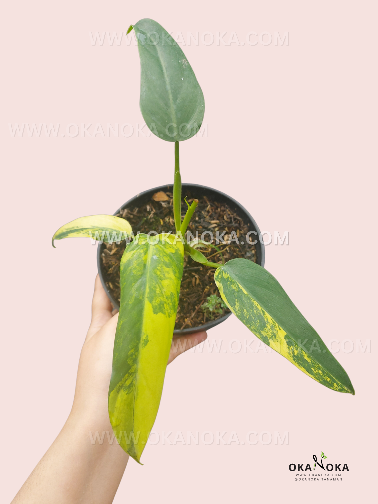 Philodendron Domesticum Variegated