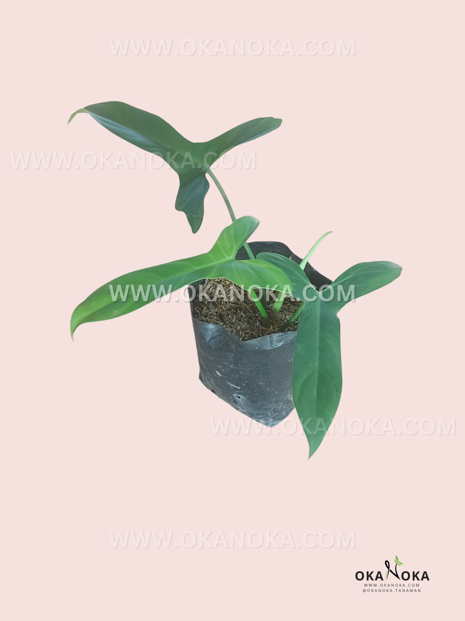 Philodendron Glaucous
