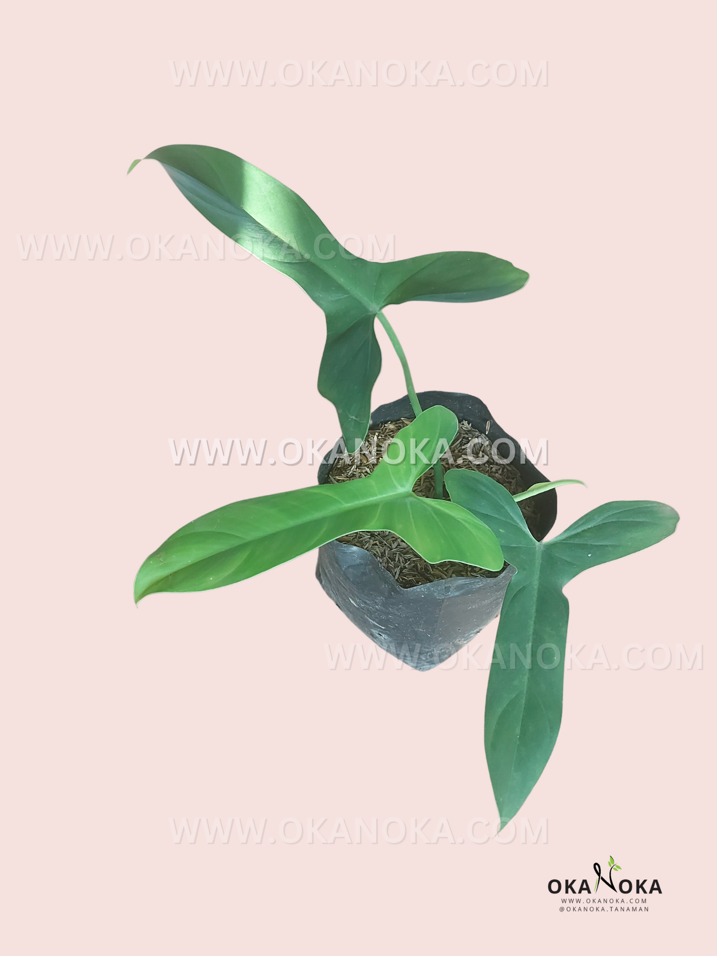 glaucus philodendron with red underleaf Philodendron Glaucous