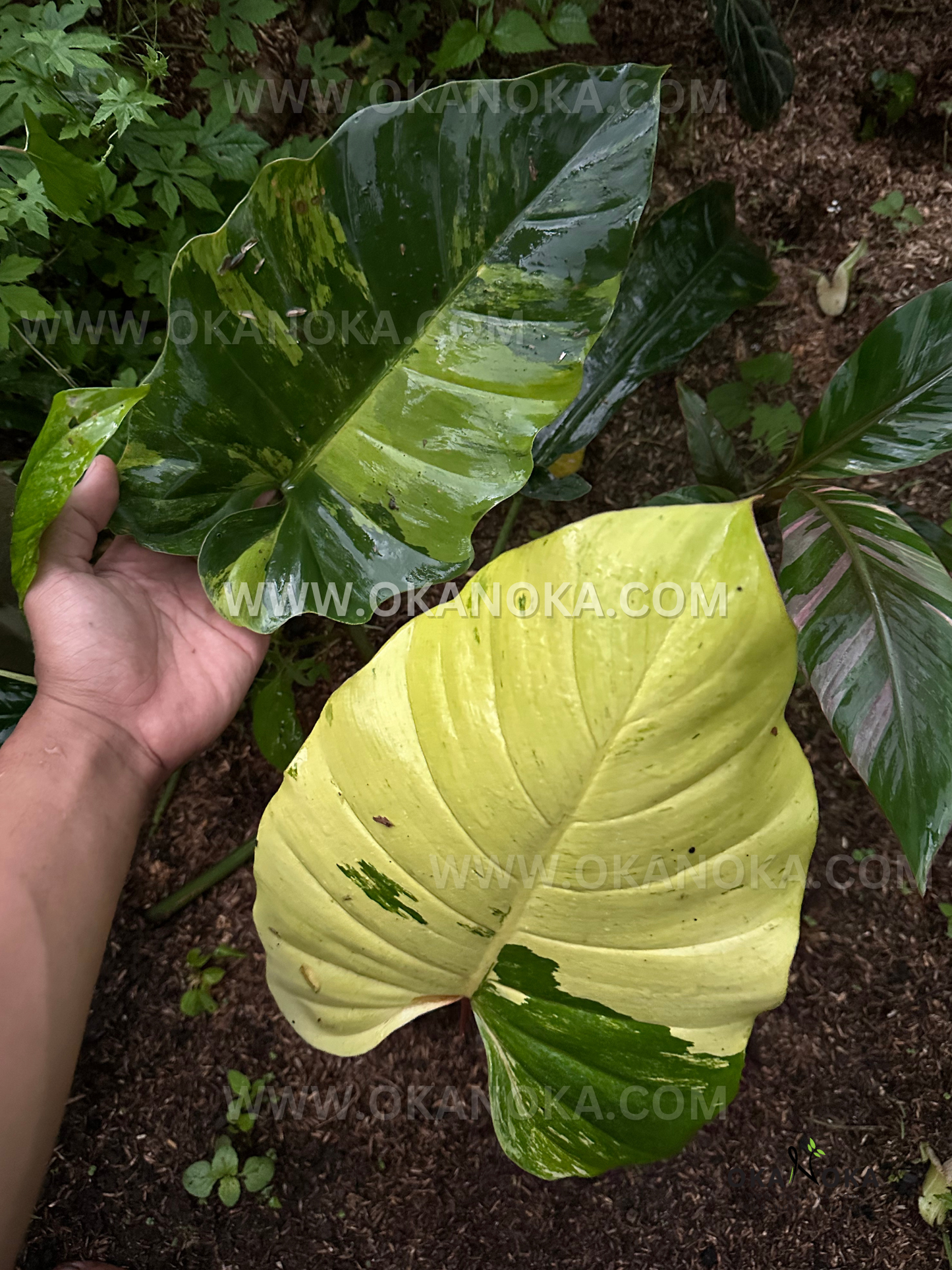 Close view of Philodendron Jungle Fever Variegated large leaves outdoors, one leaf butter-yellow with green block variegation, hand shown for scale.