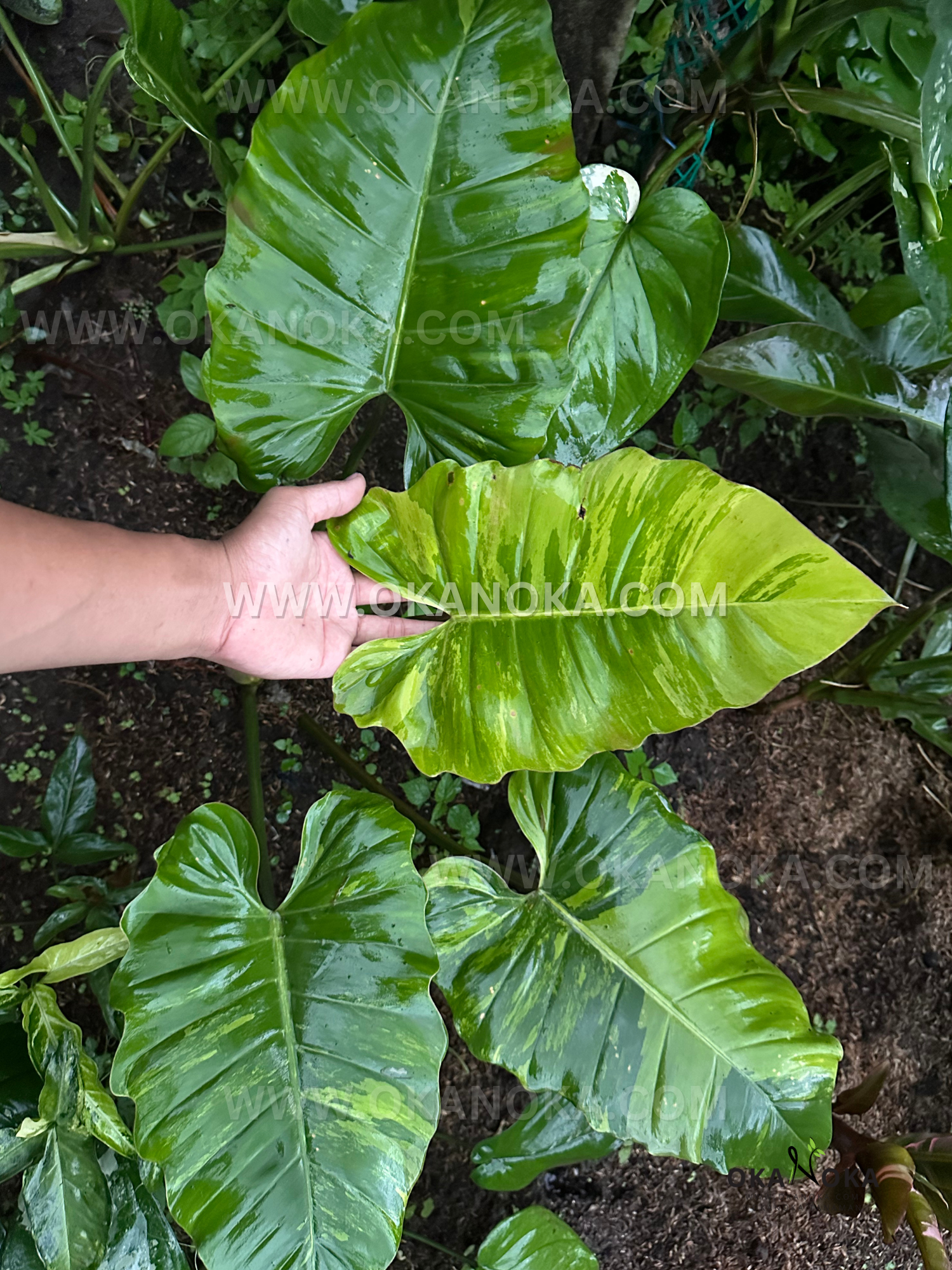 Cluster of Jungle Fever Variegated with multiple glossy green leaves and lime marbling, hand lifting a leaf above a garden bed background.