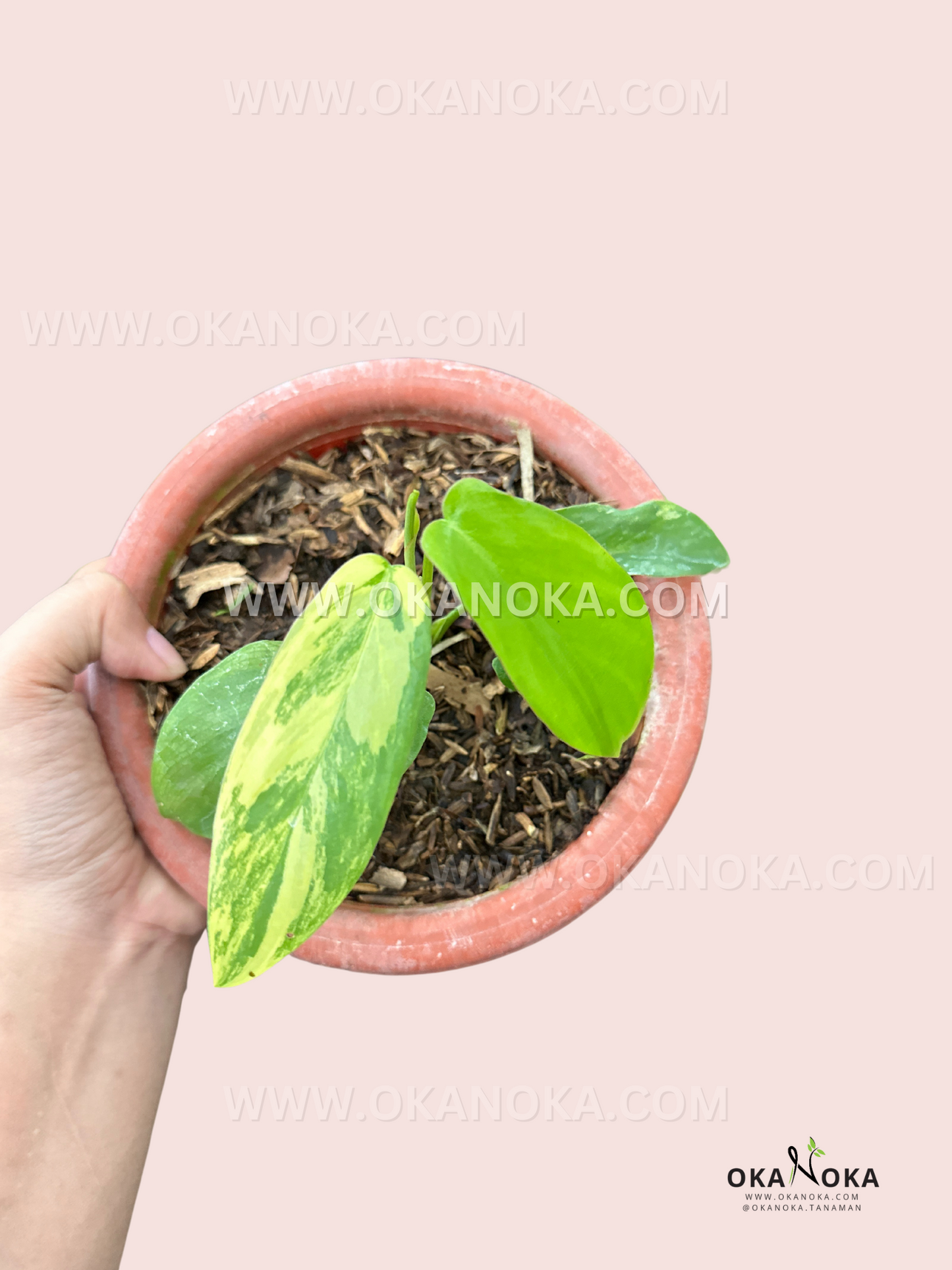 Compact Philodendron Paradise Beauty Small Size growing in a nursery pot.