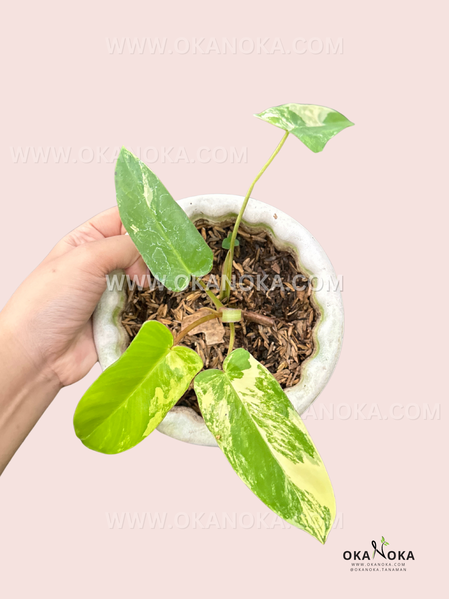philodendron green paradise Philodendron Paradise Beauty (Florida Beauty x Paraiso Verde) small size