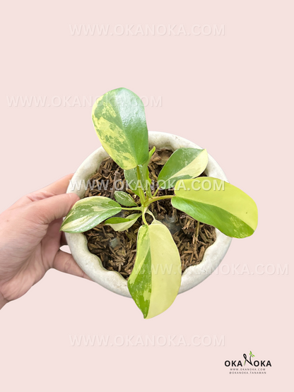 Philodendron Paradise Beauty Small Size live plant with green and yellow marbled variegated leaves.