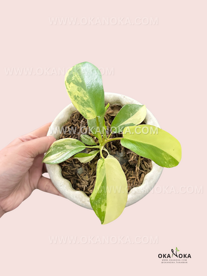 Philodendron Paradise Beauty (Florida Beauty x Paraiso Verde) small size