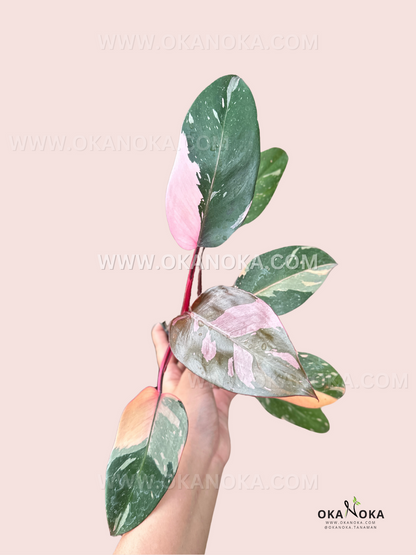 Philodendron Pink Princess Galaxy