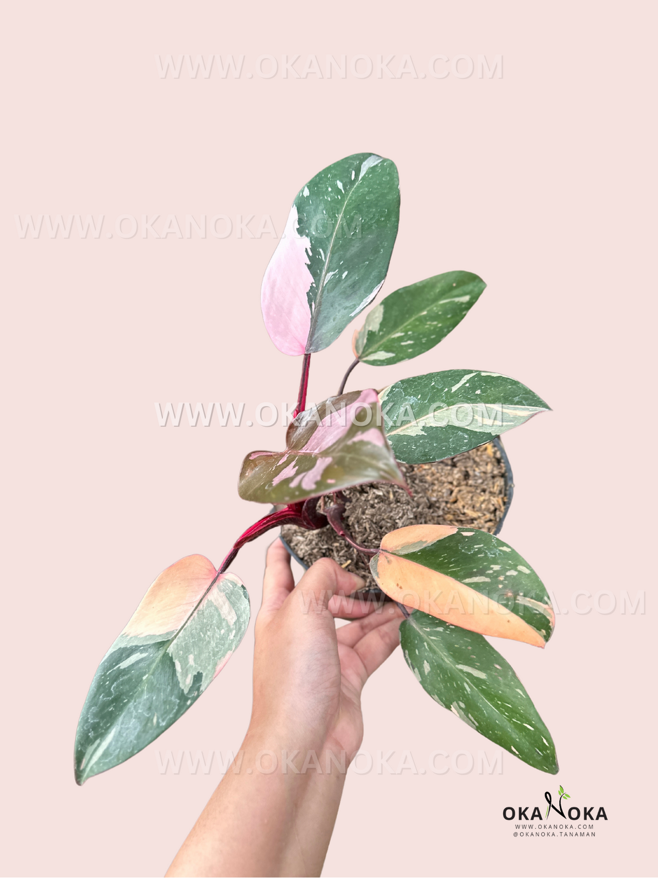 philodendron anderson vs pink princess Philodendron Pink Princess Galaxy