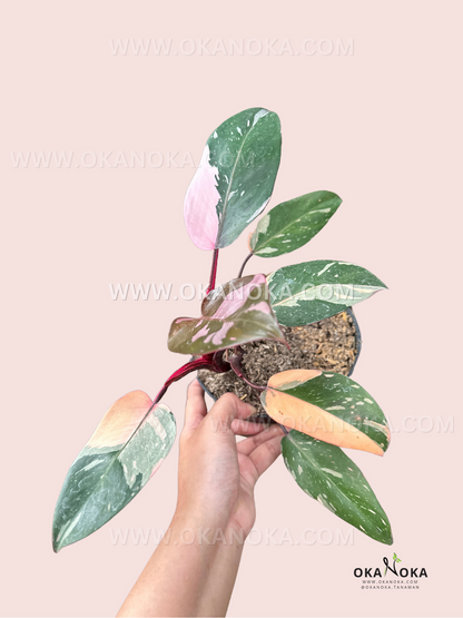 Philodendron Pink Princess Galaxy