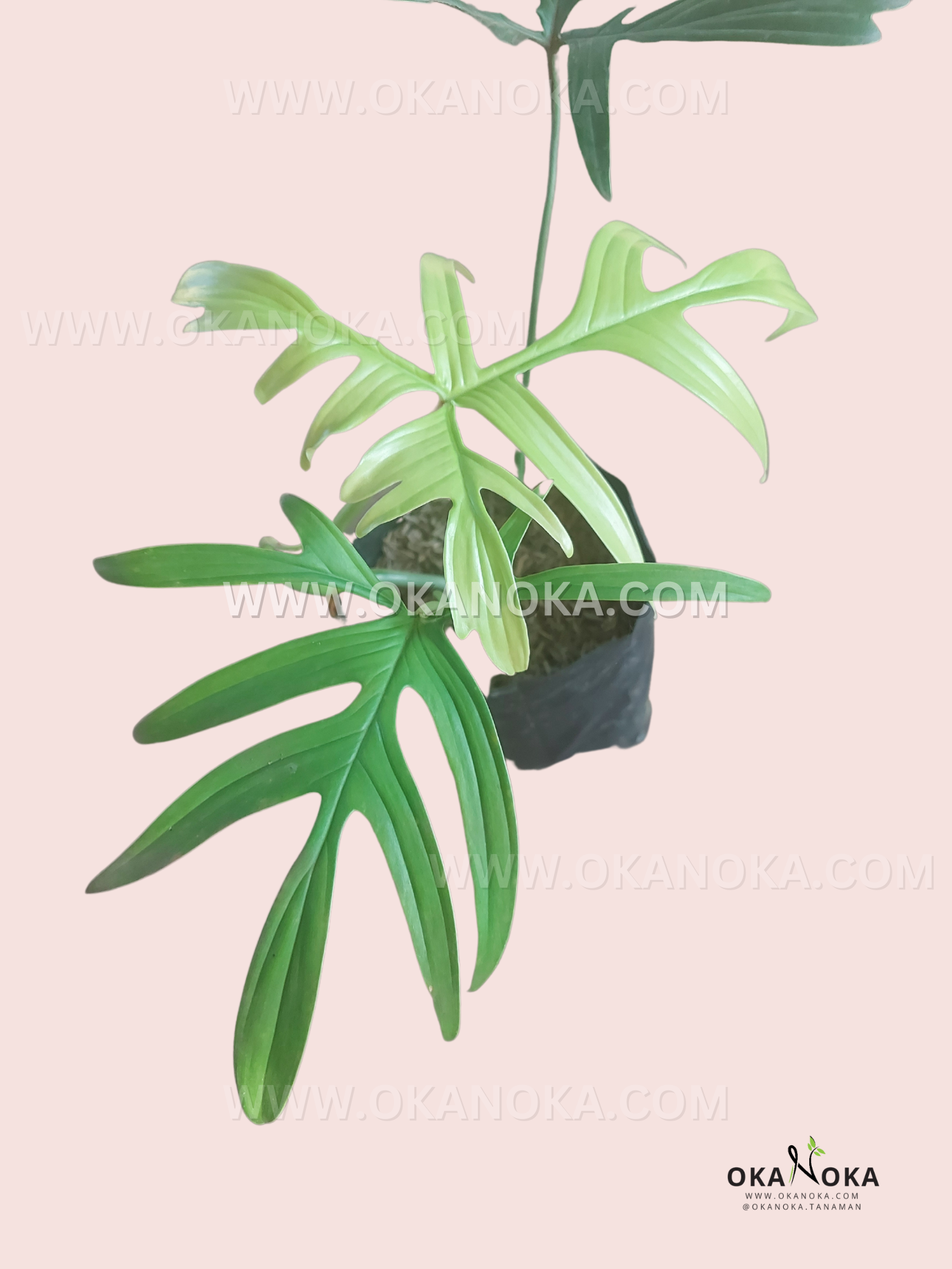 Philodendron Quercifolium