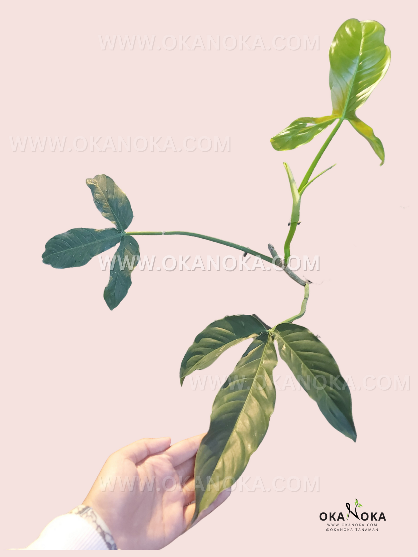 Philodendron Red Tripartitum