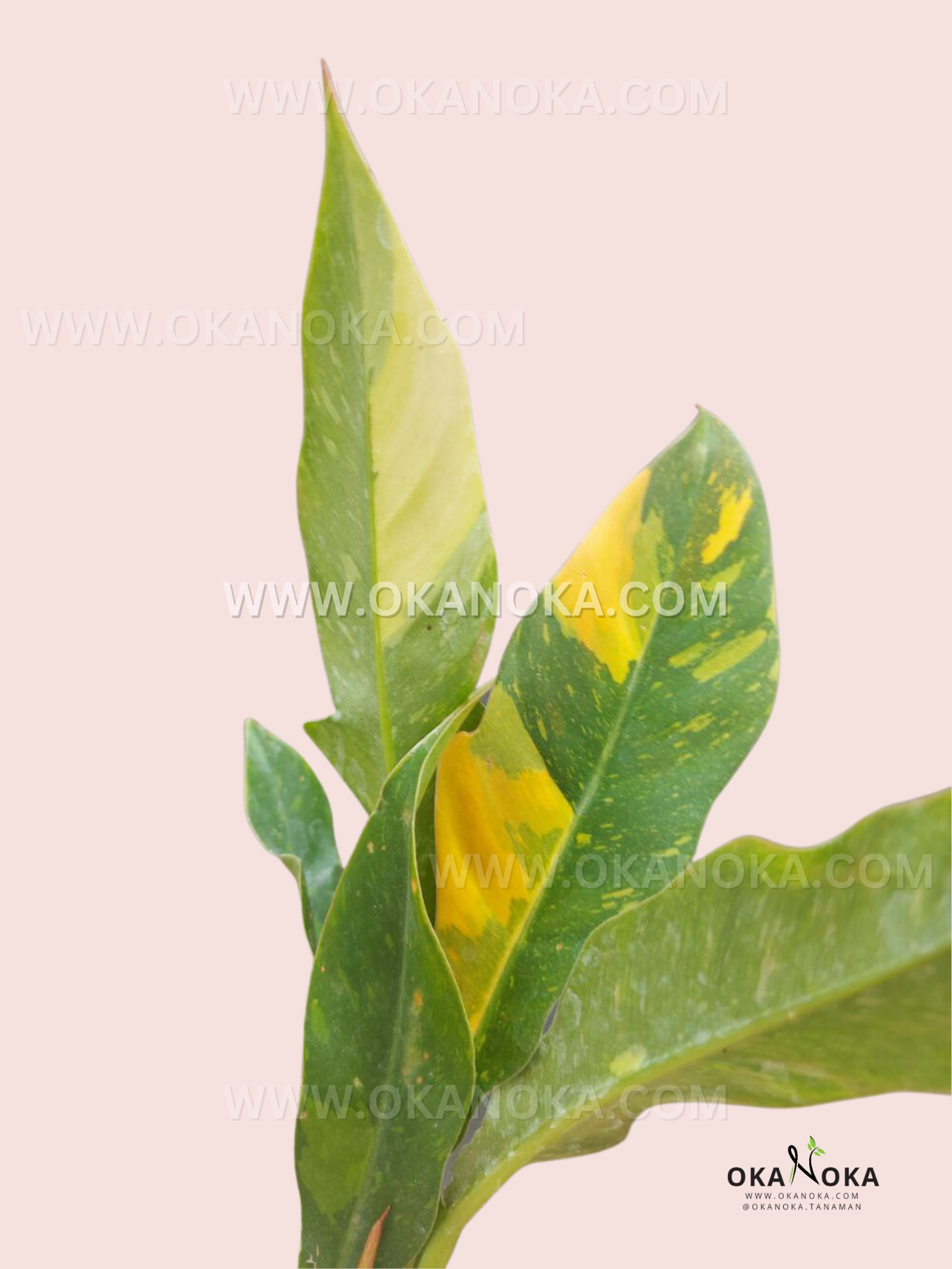 Philodendron Ring of Fire – Okanoka