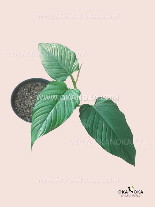 Philodendron Rugapetiolatum