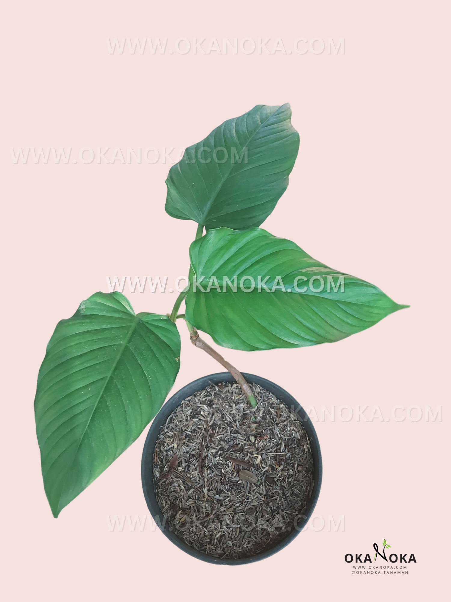 philodendron rugapetiolatum Philodendron Rugapetiolatum