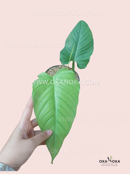 Philodendron Rugapetiolatum