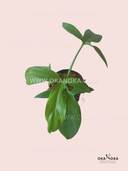 Philodendron Sanctamartinense