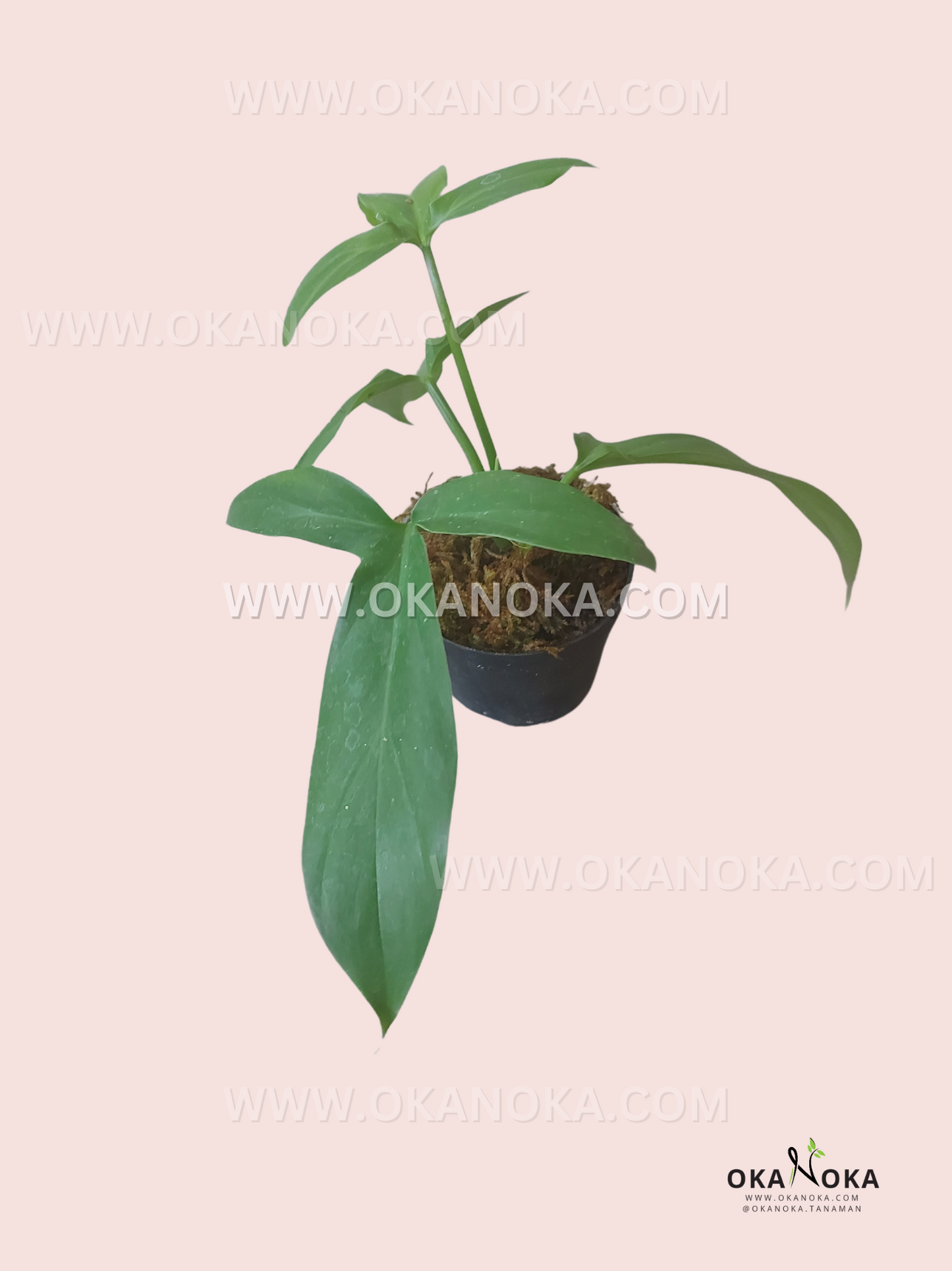 Philodendron Sanctamartinense