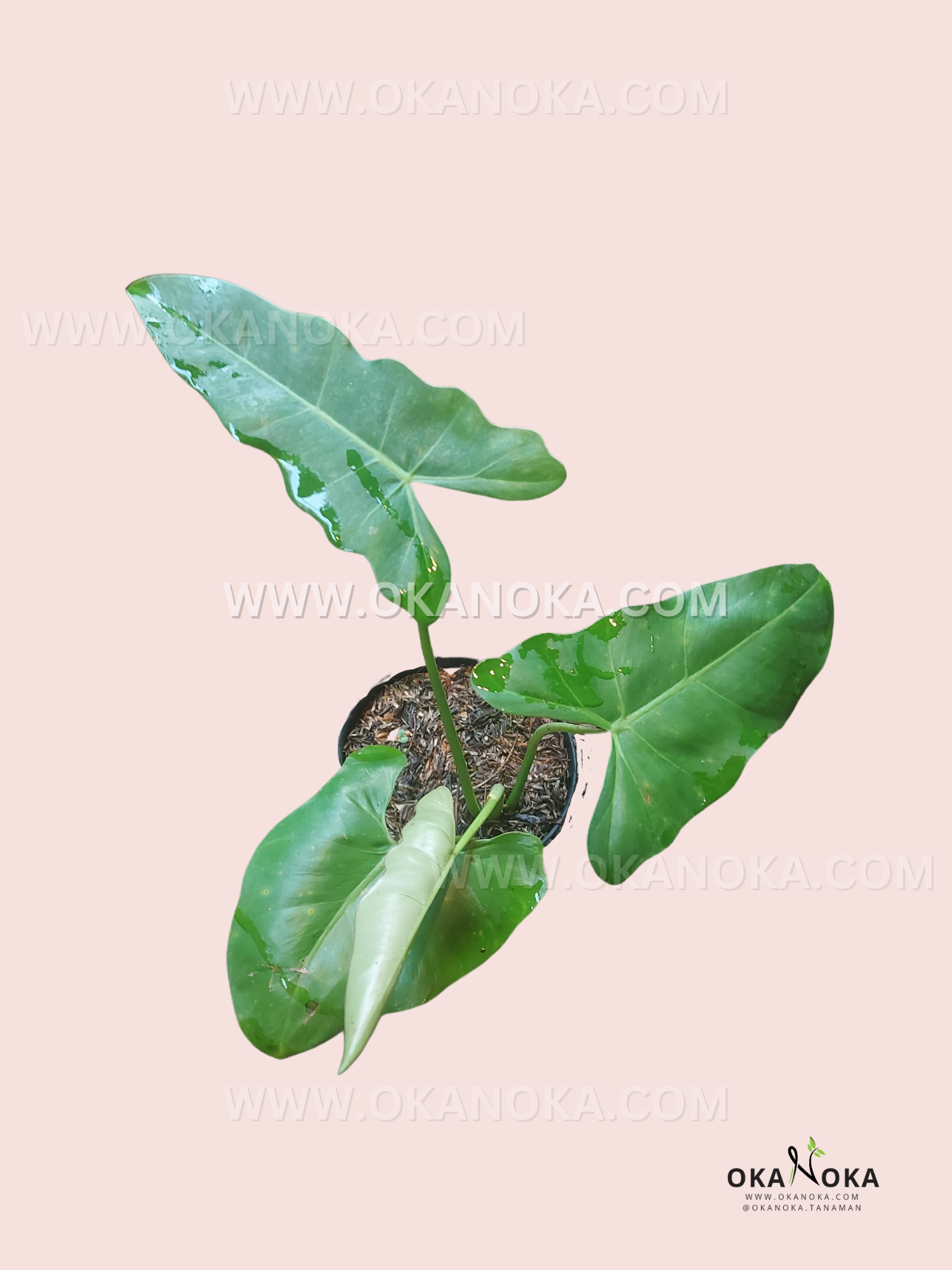 dramatic philodendrons Philodendron Simmondsii