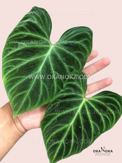 Philodendron Verrucosum