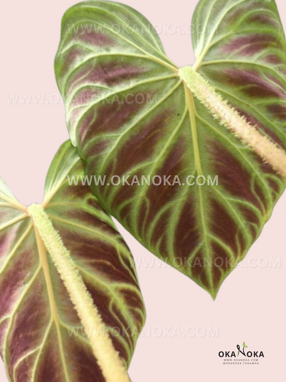 Philodendron Verrucosum