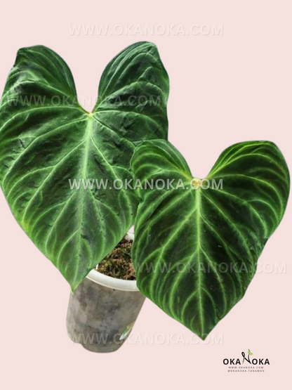 Philodendron Verrucosum