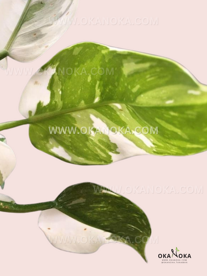philodendron white princess marble Philodendron White Princess – Okanoka