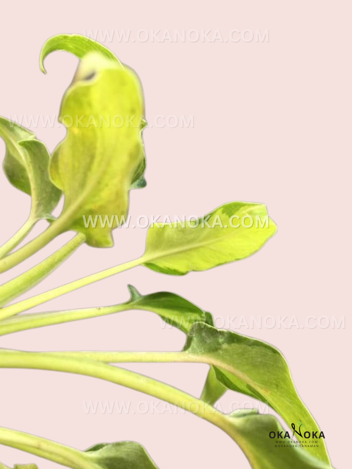 philodendron xanadu varieties Philodendron Xanadu Dwarf Variegated small
