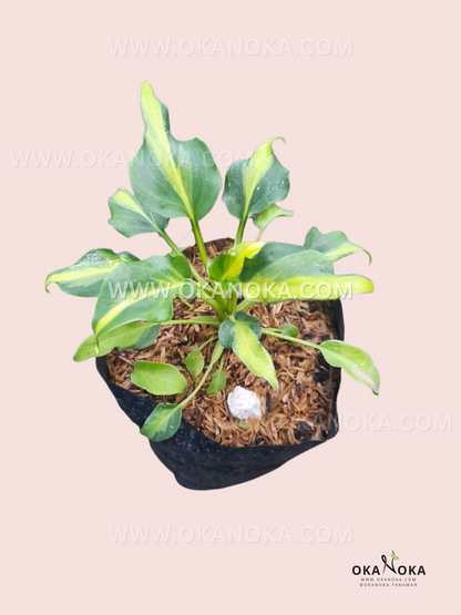 dwarf philodendron Philodendron Xanadu Dwarf Variegated small – Okanoka
