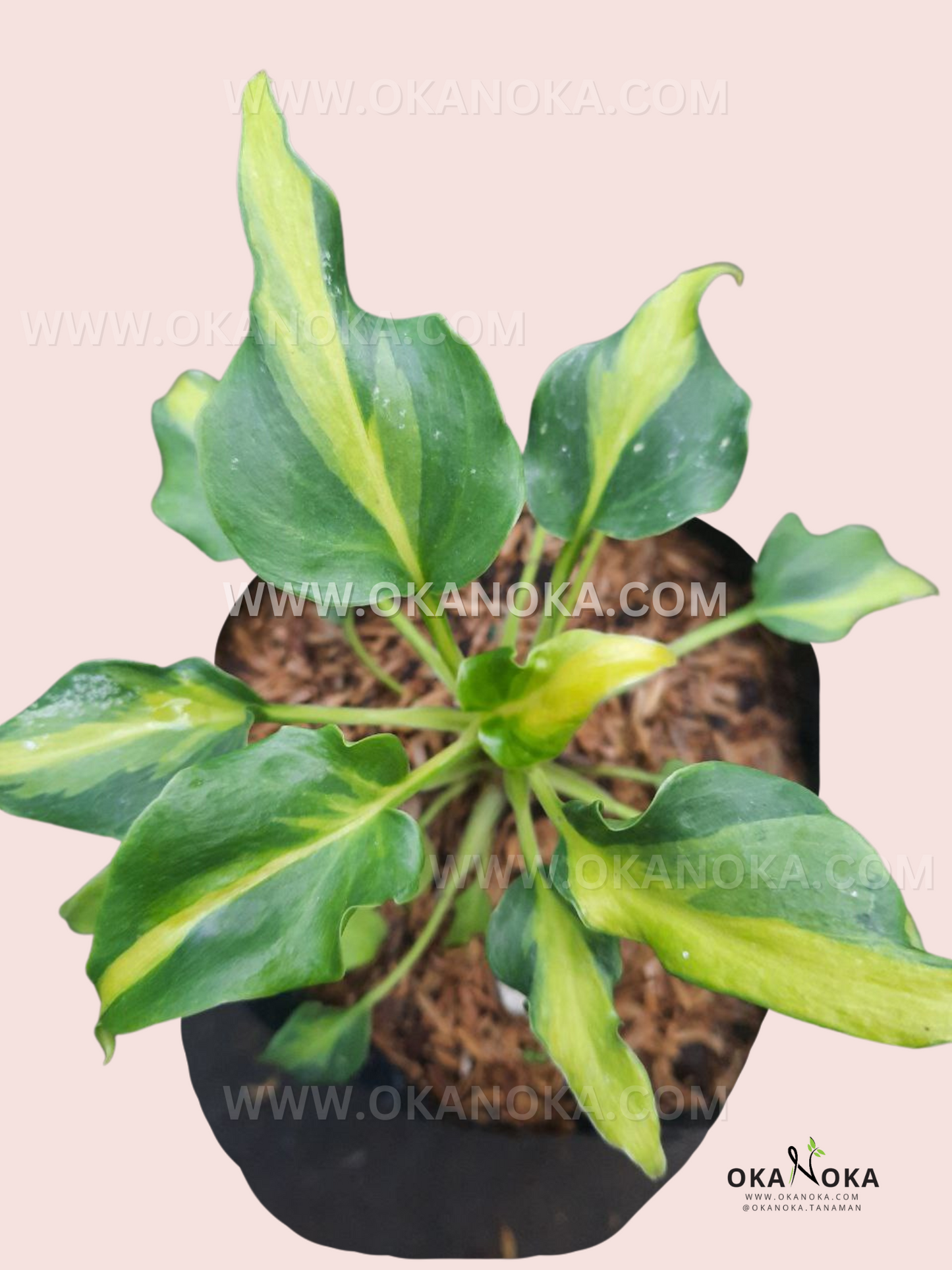 philodendron xanadu light Philodendron Xanadu Dwarf Variegated small – Okanoka