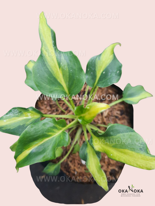 Epipremnum pinnatum amarillo abigarrado grande