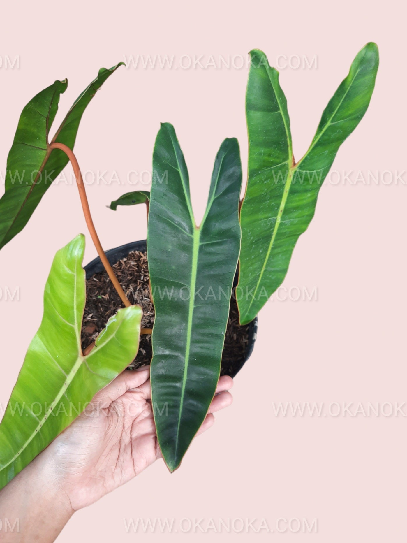 Philodendron Billietiae plant in a small pot held in hand, showcasing healthy stems and glossy leaves