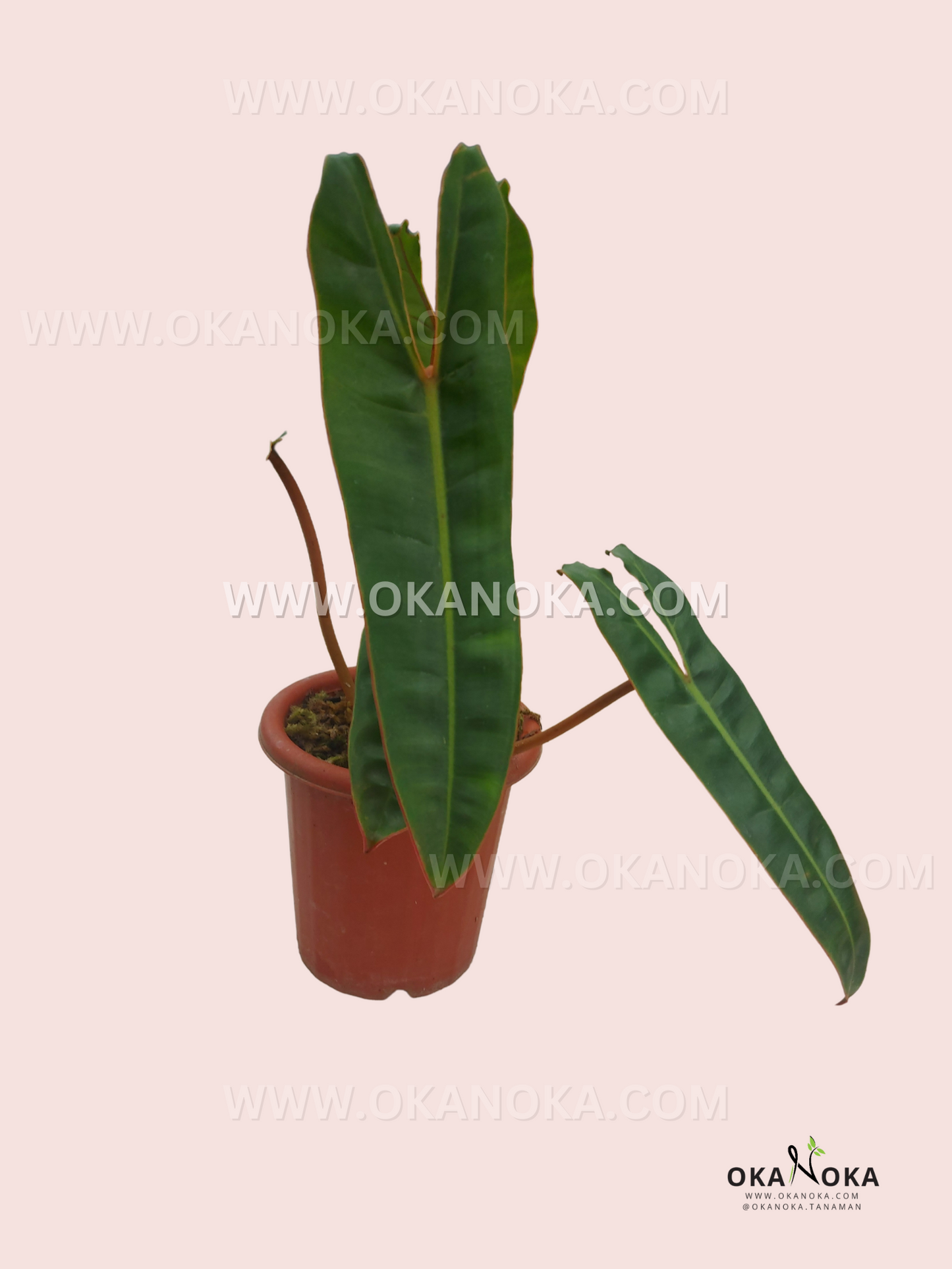 Close-up of Philodendron Billietiae foliage with vibrant green elongated leaves, highlighting texture and veining