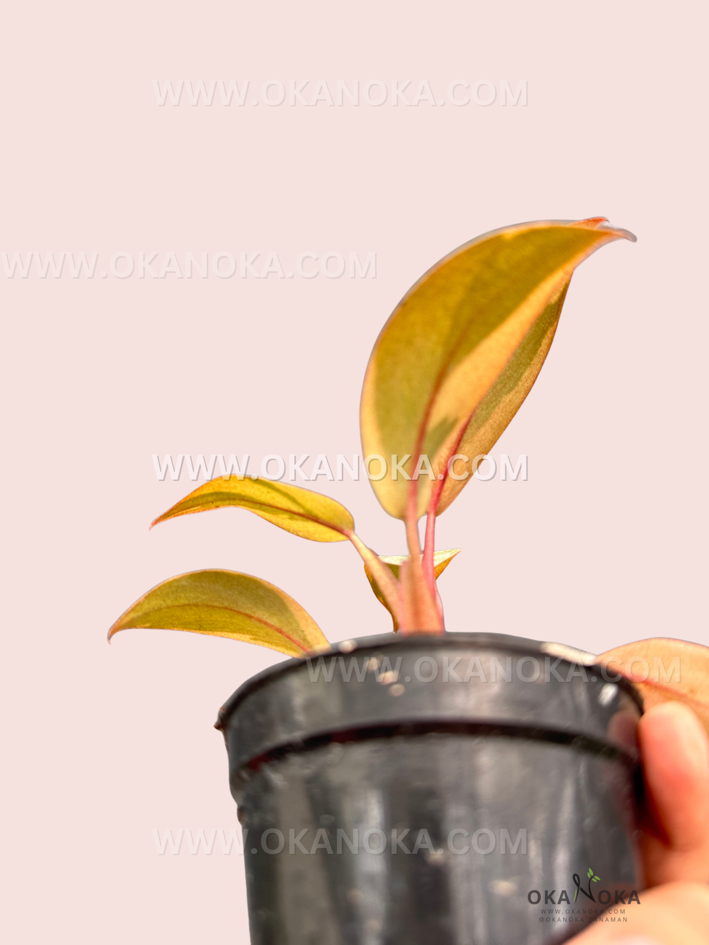 Top view of small Philodendron Black Cardinal Variegated in a pot, highlighting leaf patterns.