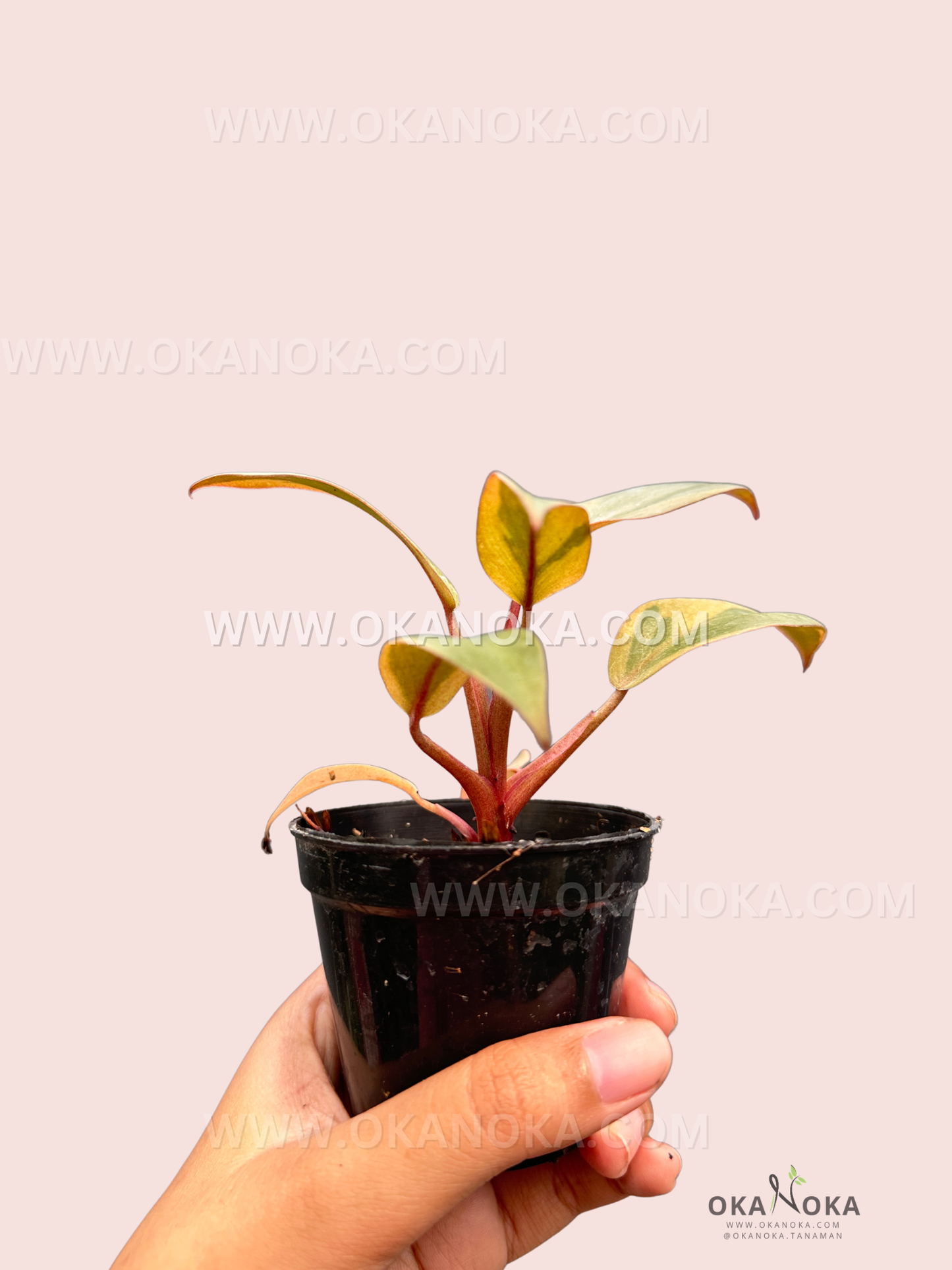Hand holding Philodendron Black Cardinal Variegated Small with compact, variegated foliage.