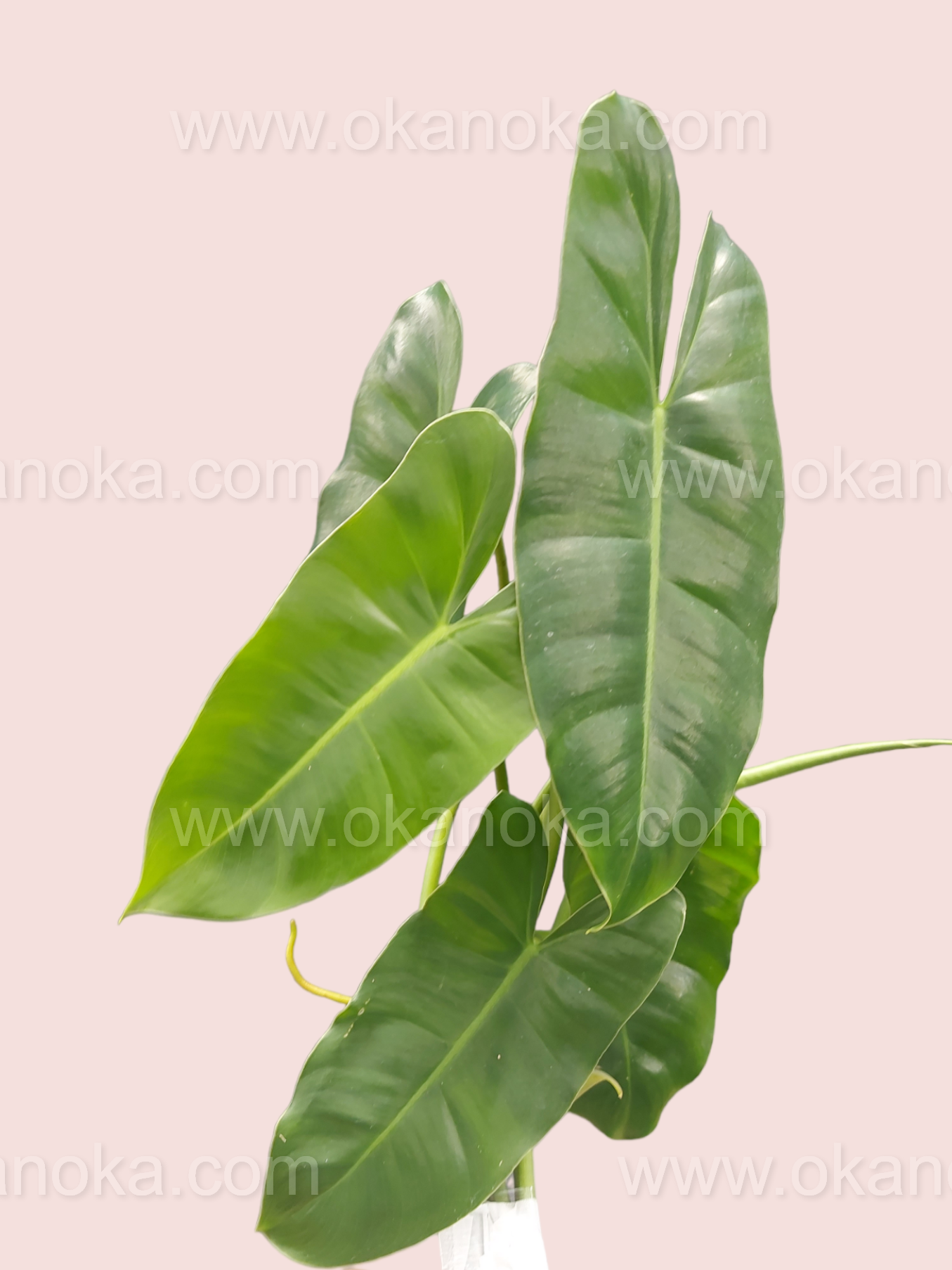 Top view of Philodendron Burle Marx Green showing lush elongated deep green leaves.