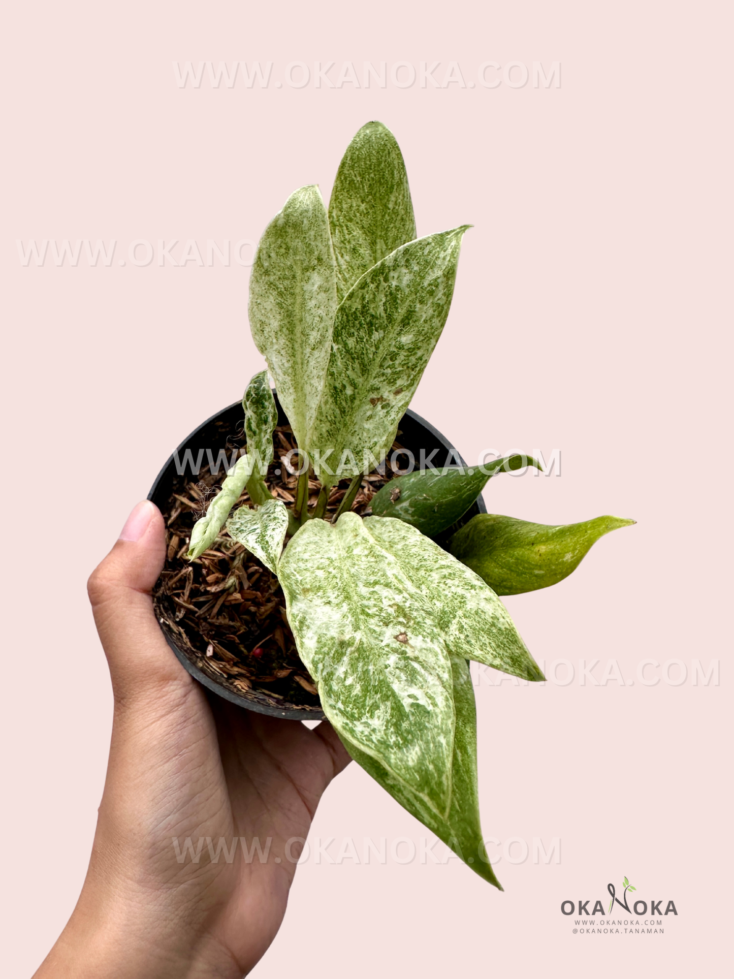 Top view of Philodendron Cebu Blue Variegated displaying vibrant variegated leaf patterns.