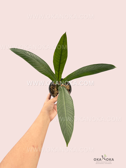 Close-up of Philodendron Cempii Lynette showing elongated variegated green leaves.