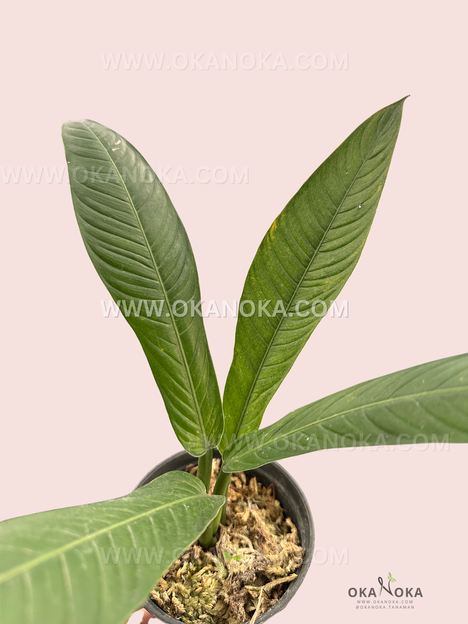 Indoor tropical plant Philodendron Cempii Lynette in a small black pot.