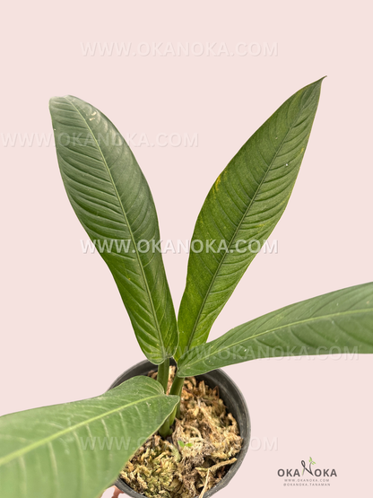 Indoor tropical plant Philodendron Cempii Lynette in a small black pot.