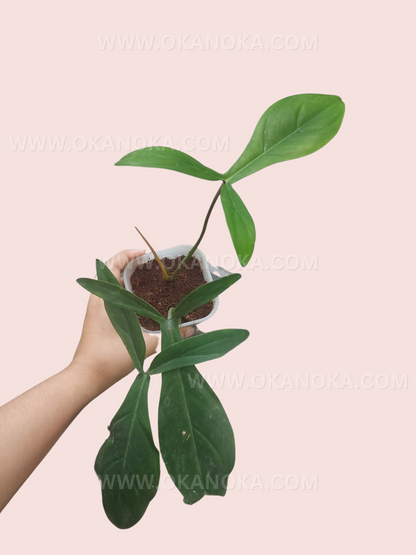 Close-up view of Philodendron Code 69686 showing elongated heart-shaped leaves with deep green veins.
