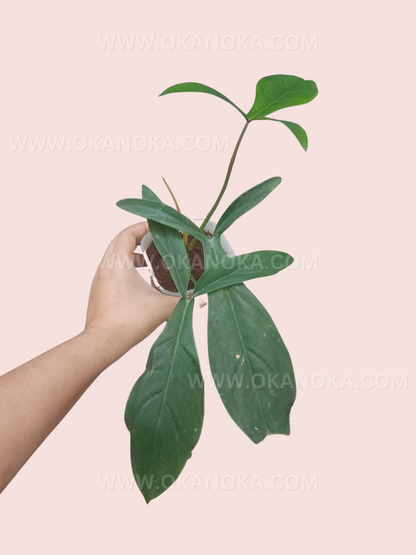 Hand holding Philodendron Code 69686 to display leaf size and texture in natural light.