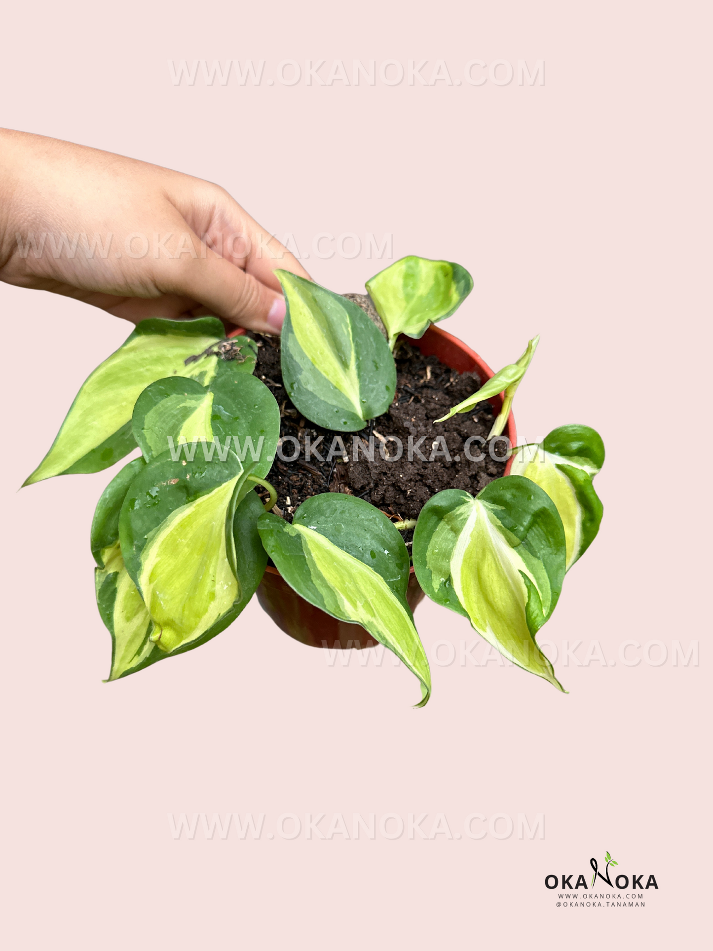 Philodendron hederaceum 'Cream Splash'