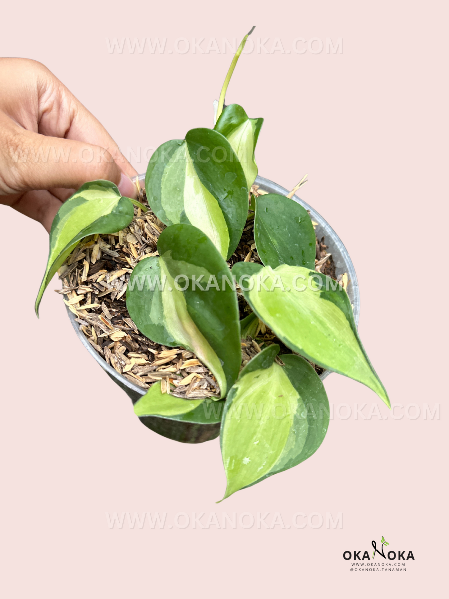 cream splash philodendron Philodendron hederaceum 'Cream Splash'