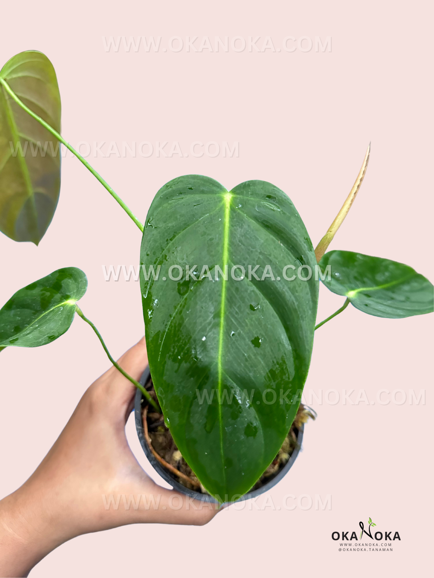 philodendron esmeraldense for sale Philodendron Esmeraldense
