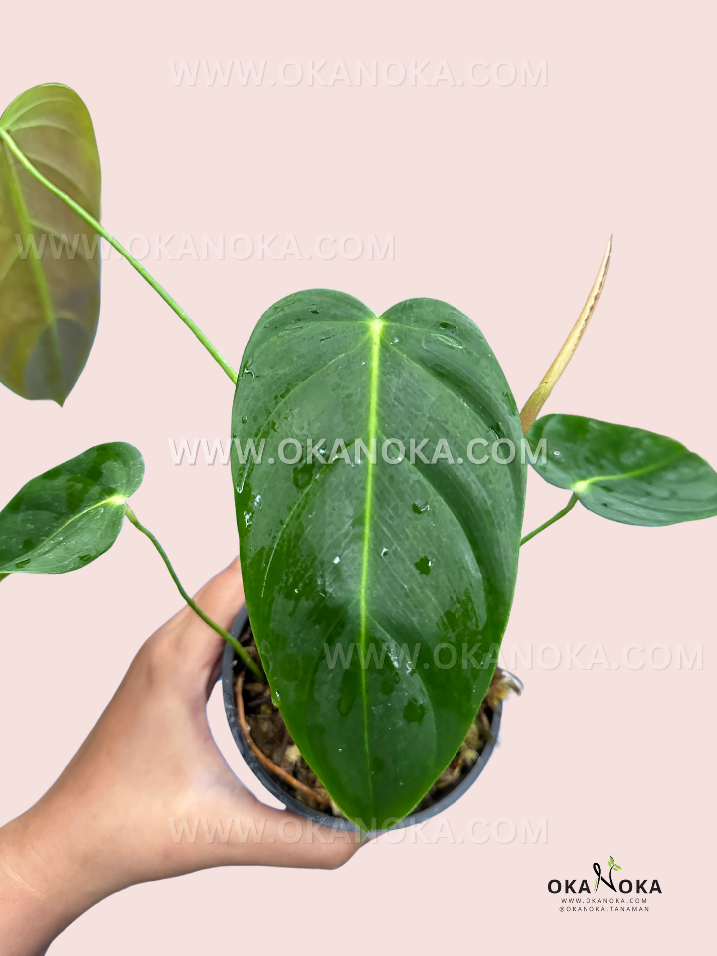 Close-up of Philodendron Esmeraldense leaves, showing their narrow, smooth, and vibrant green appearance.