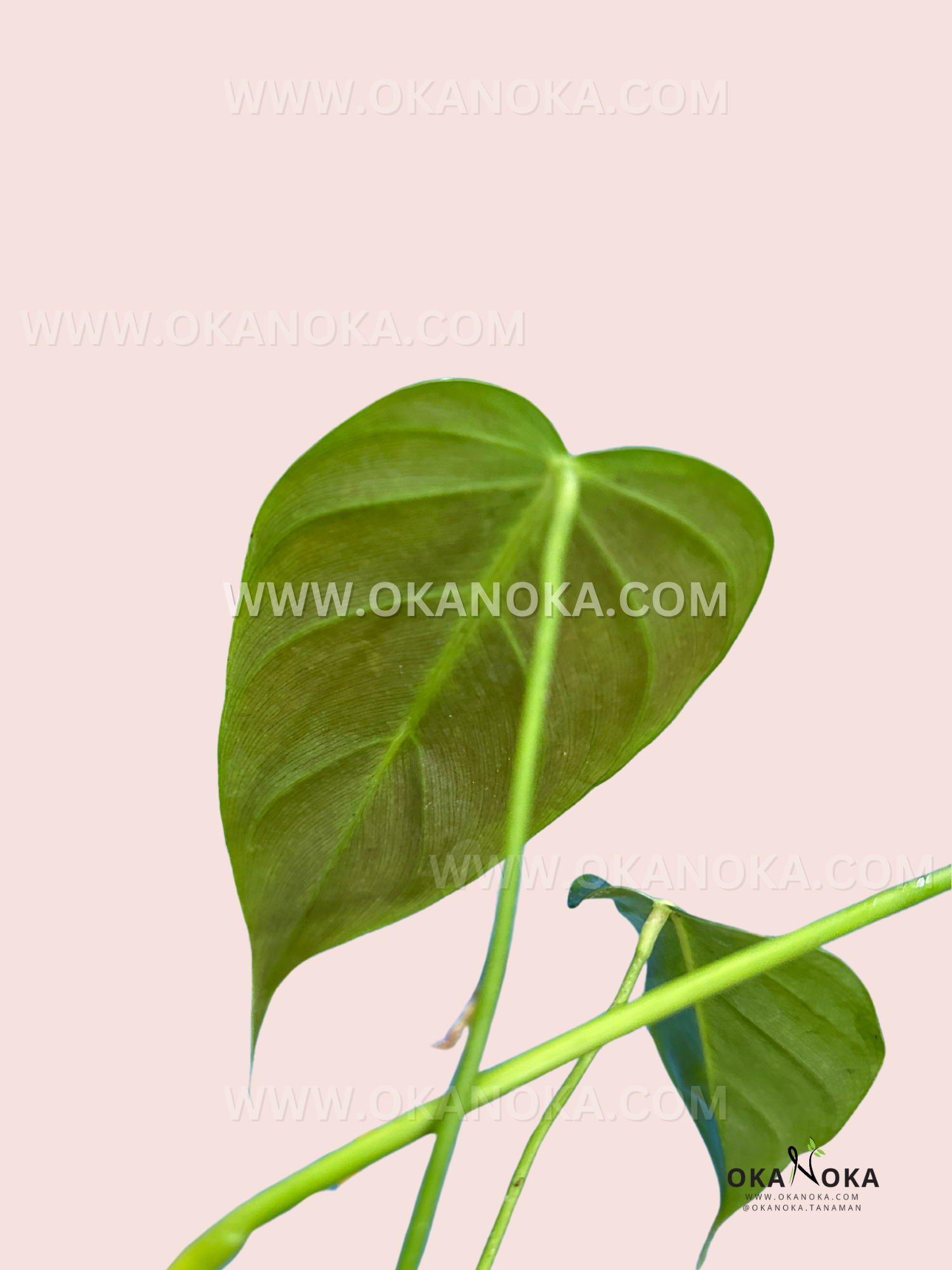 philodendron esmeraldense Philodendron Esmeraldense – Okanoka